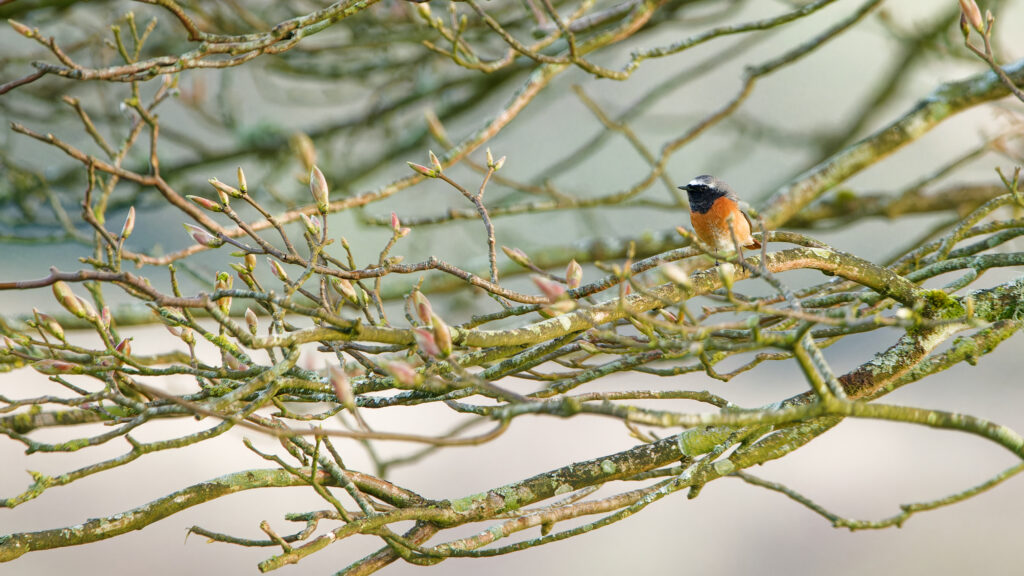 Common Redstart in a Field Maple